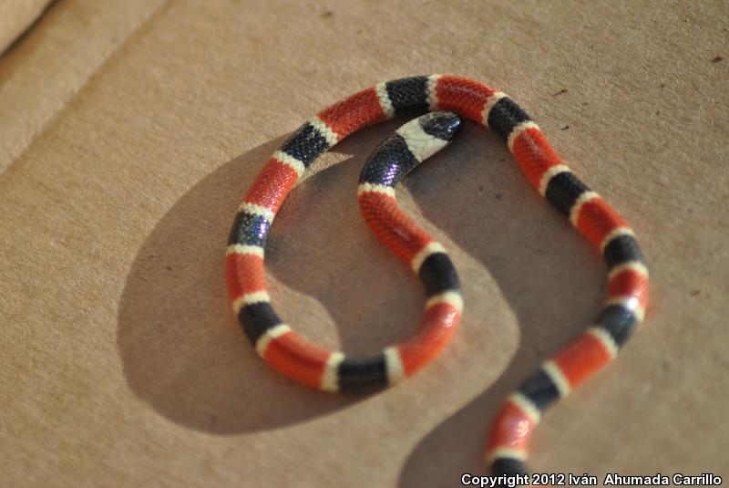 Zweifel's Coralsnake (Micrurus distans zweifeli)