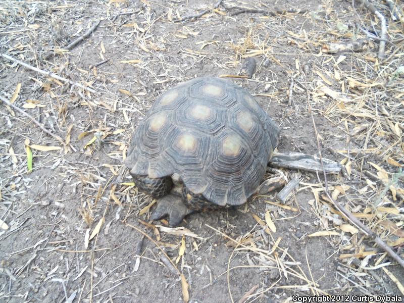 Texas Tortoise (Gopherus berlandieri)