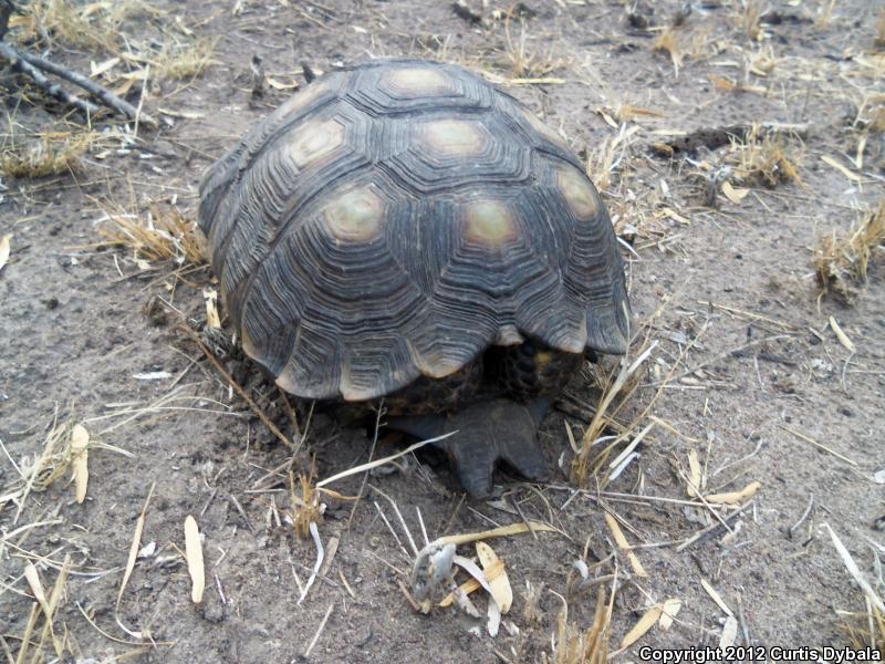 Texas Tortoise (Gopherus berlandieri)