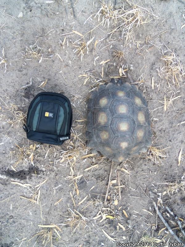 Texas Tortoise (Gopherus berlandieri)