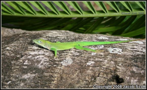 Hispaniolan Green Anole (Anolis chlorocyanus)