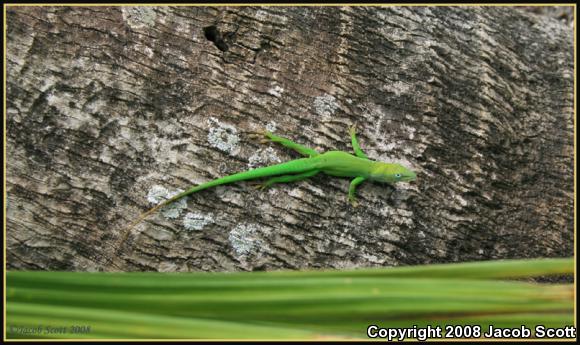 Hispaniolan Green Anole (Anolis chlorocyanus)