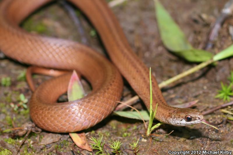 Mountain Earthsnake (Virginia valeriae pulchra)