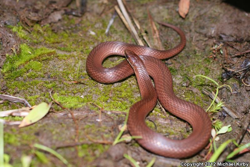 Mountain Earthsnake (Virginia valeriae pulchra)