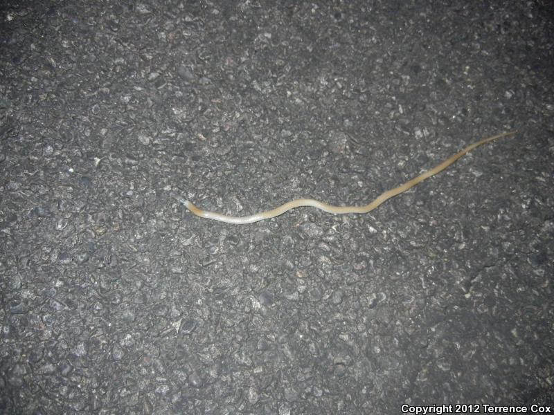 Yaqui Black-headed Snake (Tantilla yaquia)