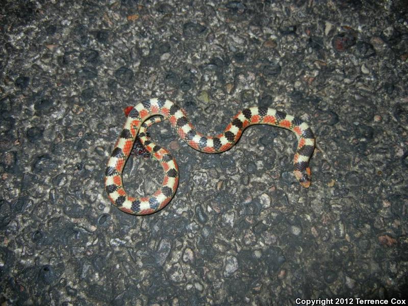 Thornscrub Hook-nosed Snake (Gyalopion quadrangulare)