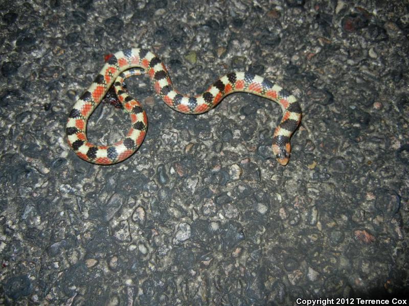 Thornscrub Hook-nosed Snake (Gyalopion quadrangulare)