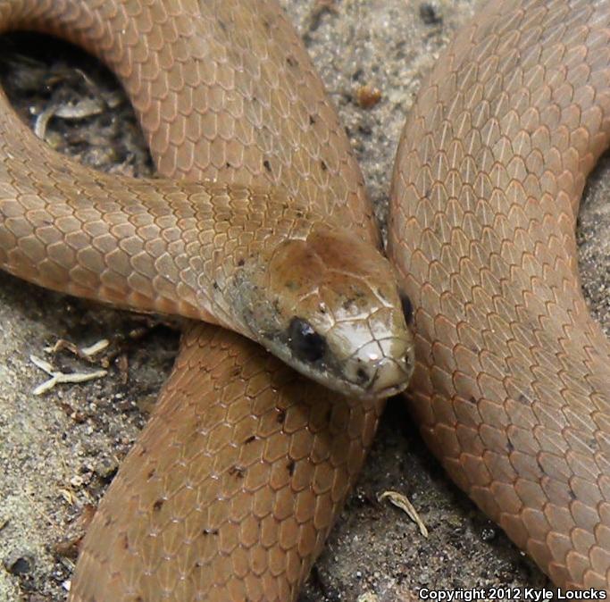 Mountain Earthsnake (Virginia valeriae pulchra)