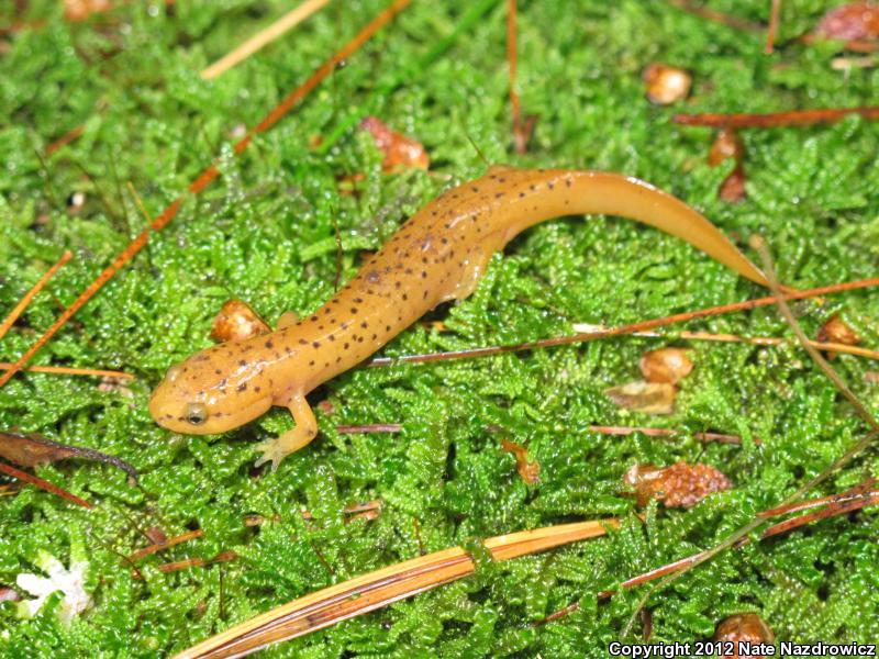 Blue Ridge Red Salamander (Pseudotriton ruber nitidus)