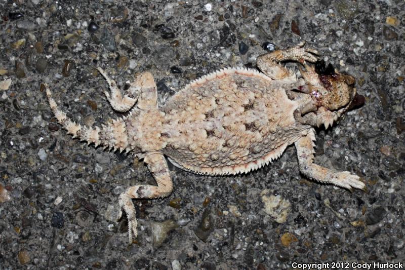 Goode's Horned Lizard (Phrynosoma goodei)