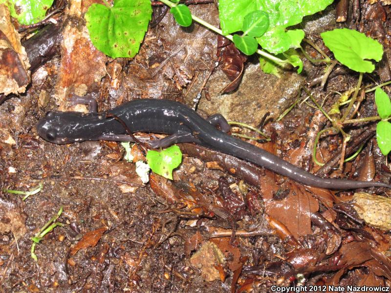 Southern Gray-cheeked Salamander (Plethodon metcalfi)