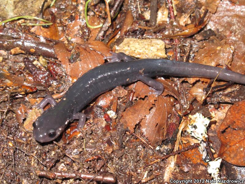 Southern Gray-cheeked Salamander (Plethodon metcalfi)