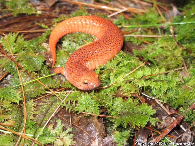 Black-chinned Red Salamander (Pseudotriton ruber schencki)