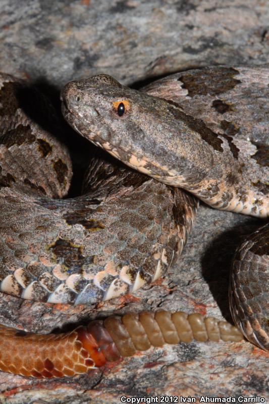 Queretaran Dusky Rattlesnake (Crotalus aquilus)