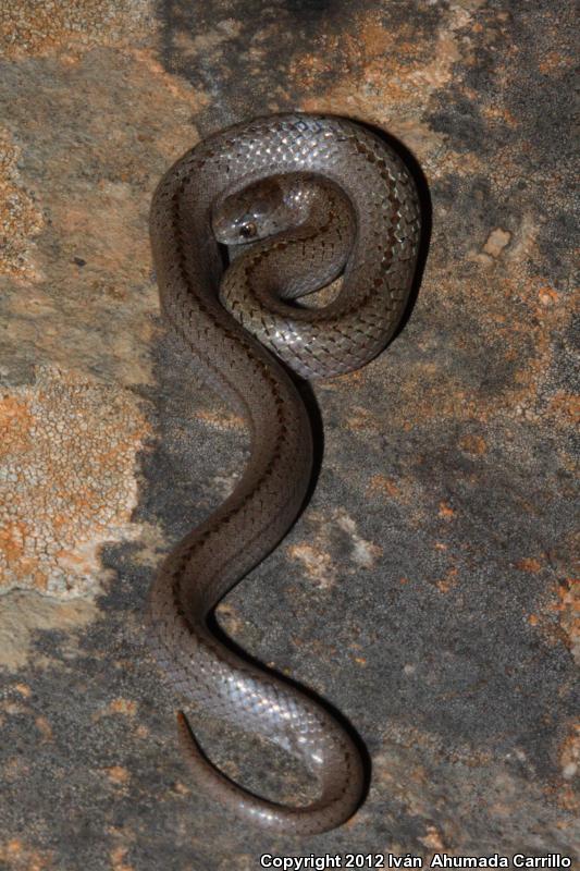 Lined Tolucan Earthsnake (Conopsis lineatus)