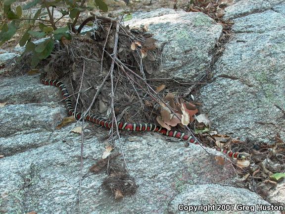 Arizona Mountain Kingsnake (Lampropeltis pyromelana pyromelana)