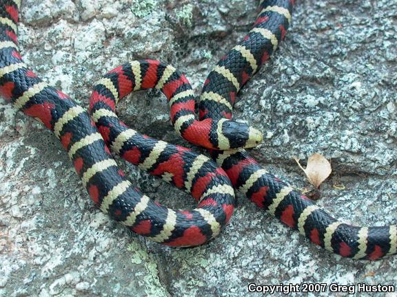 Arizona Mountain Kingsnake (Lampropeltis pyromelana pyromelana)