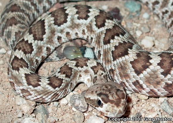 Mohave Rattlesnake (Crotalus scutulatus scutulatus)