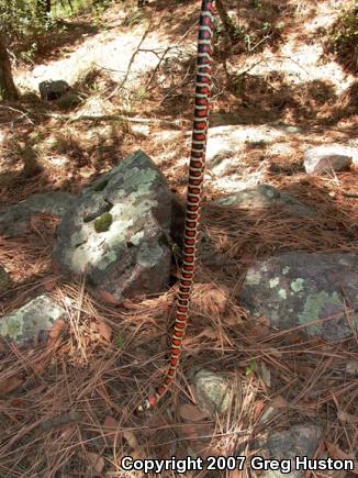 Arizona Mountain Kingsnake (Lampropeltis pyromelana pyromelana)