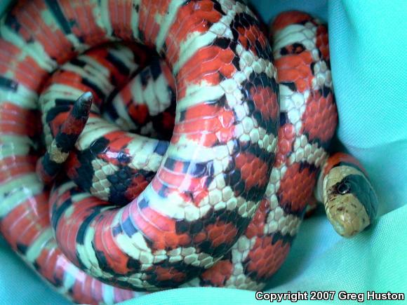 Arizona Mountain Kingsnake (Lampropeltis pyromelana pyromelana)