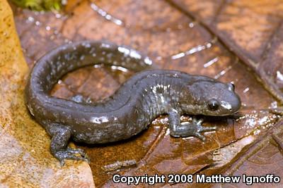 Mole Salamanders (Ambystoma)
