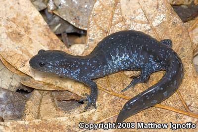 Mole Salamanders (Ambystoma)