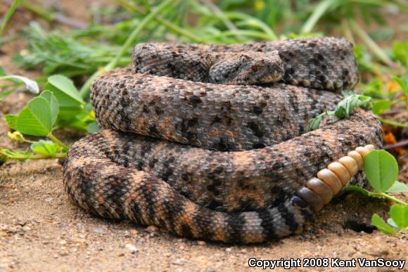 Southwestern Speckled Rattlesnake (Crotalus mitchellii pyrrhus)