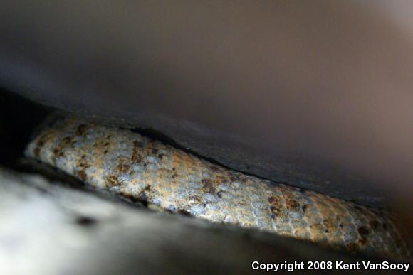 Southwestern Speckled Rattlesnake (Crotalus mitchellii pyrrhus)