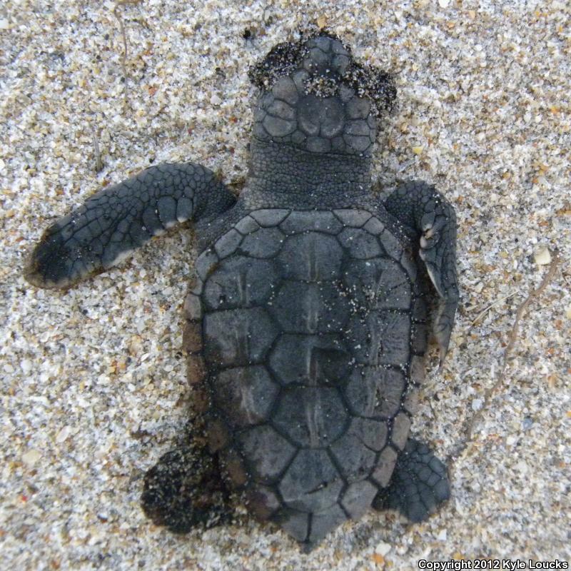 Loggerhead Sea Turtle (Caretta caretta)