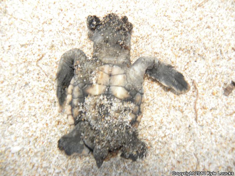 Loggerhead Sea Turtle (Caretta caretta)