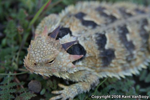 Blainville's Horned Lizard (Phrynosoma blainvillii)