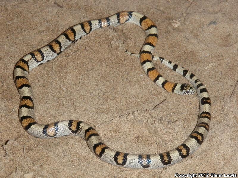 Pale Milksnake (Lampropeltis triangulum multistriata)