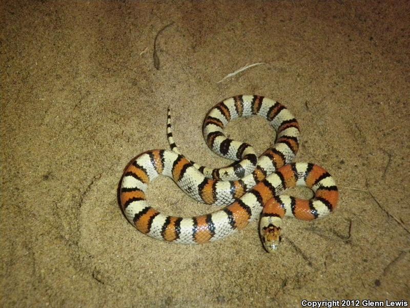 Pale Milksnake (Lampropeltis triangulum multistriata)