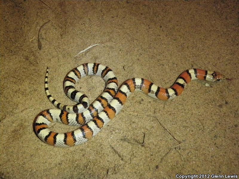 Pale Milksnake (Lampropeltis triangulum multistriata)