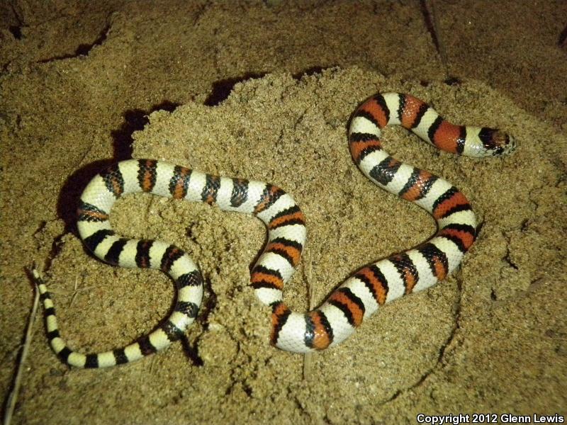 Pale Milksnake (Lampropeltis triangulum multistriata)