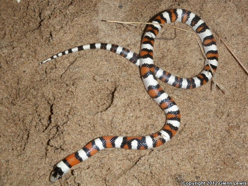 Pale Milksnake (Lampropeltis triangulum multistriata)