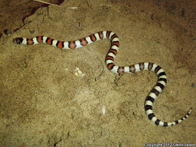 Pale Milksnake (Lampropeltis triangulum multistriata)