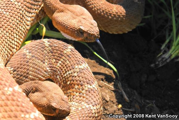 Red Diamond Rattlesnake (Crotalus ruber ruber)