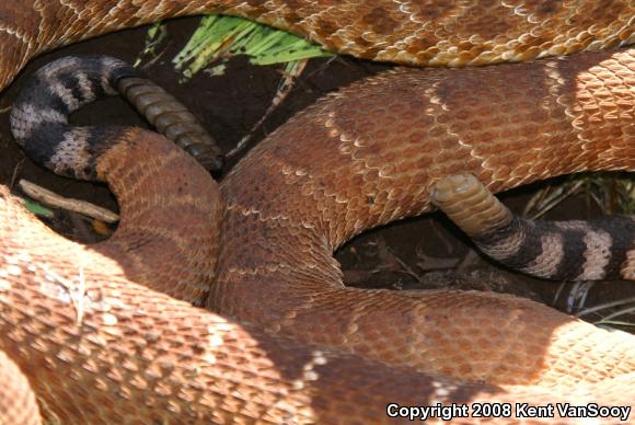 Red Diamond Rattlesnake (Crotalus ruber ruber)