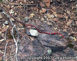 Arizona Mountain Kingsnake (Lampropeltis pyromelana pyromelana)