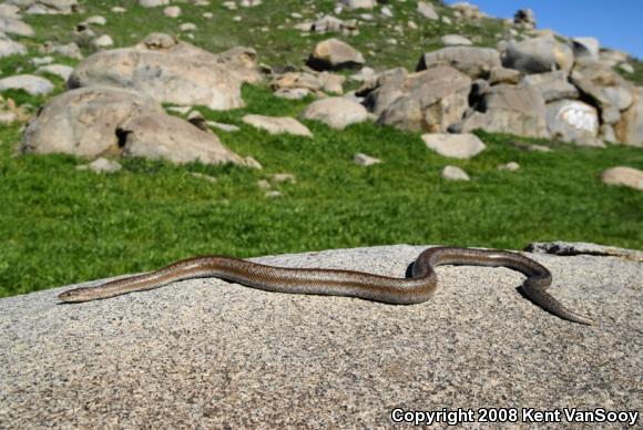 Coastal Rosy Boa (Lichanura trivirgata roseofusca)