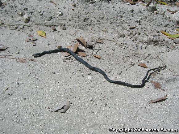 Southern Black Racer (Coluber constrictor priapus)