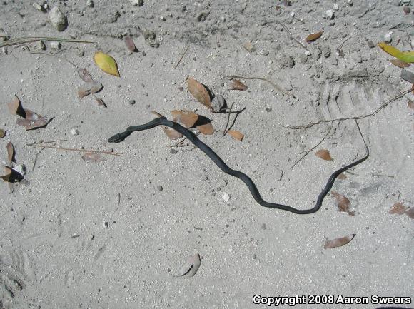 Southern Black Racer (Coluber constrictor priapus)