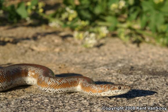 Coastal Rosy Boa (Lichanura trivirgata roseofusca)