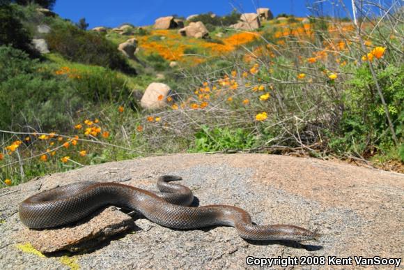 Coastal Rosy Boa (Lichanura trivirgata roseofusca)