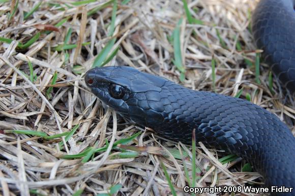 Northern  Black Racer (Coluber constrictor constrictor)