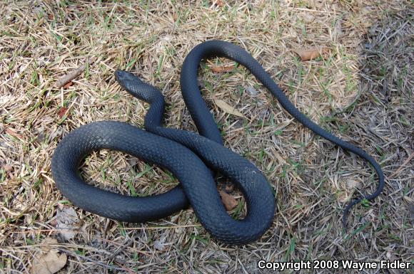 Northern  Black Racer (Coluber constrictor constrictor)