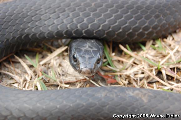 Northern  Black Racer (Coluber constrictor constrictor)