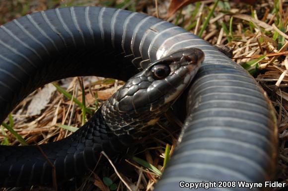 Northern  Black Racer (Coluber constrictor constrictor)