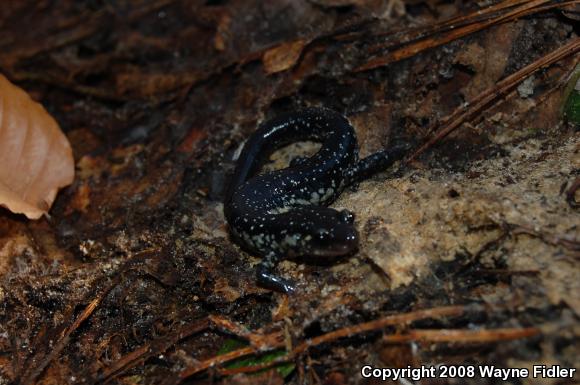 Atlantic Coast Slimy Salamander (Plethodon chlorobryonis)